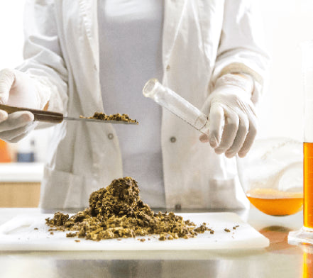 Laboratory technician weighing dried herbs beside a flask of oil