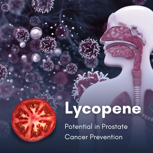 Graphic of a tomato and a human torso illustration with the words Lycopene, Potential in Prostate Cancer Prevention